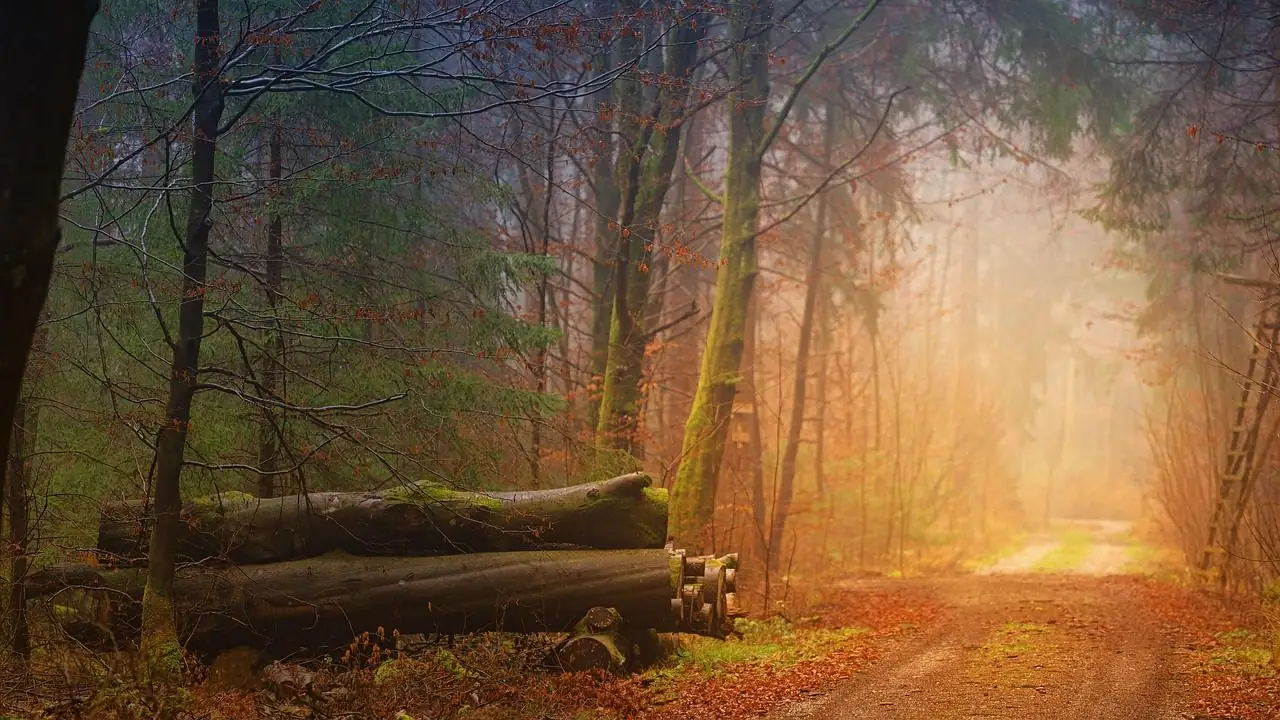 Autumn woods in fog with cut logs beside a path