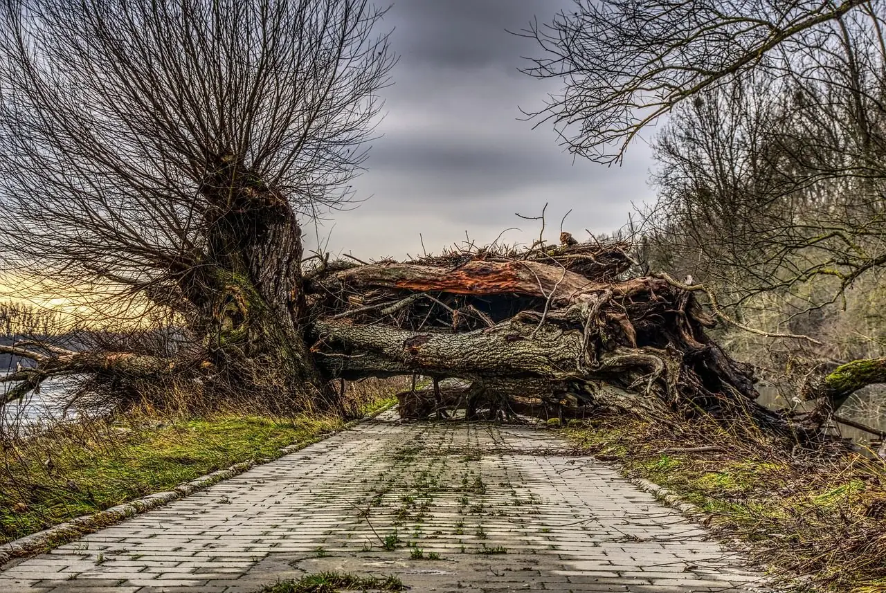 Large uprooted tree lying across a brick path under a gray sky