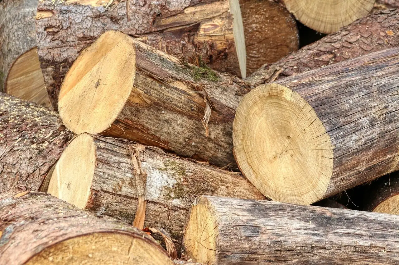 Pile of freshly cut logs showing pale cut ends