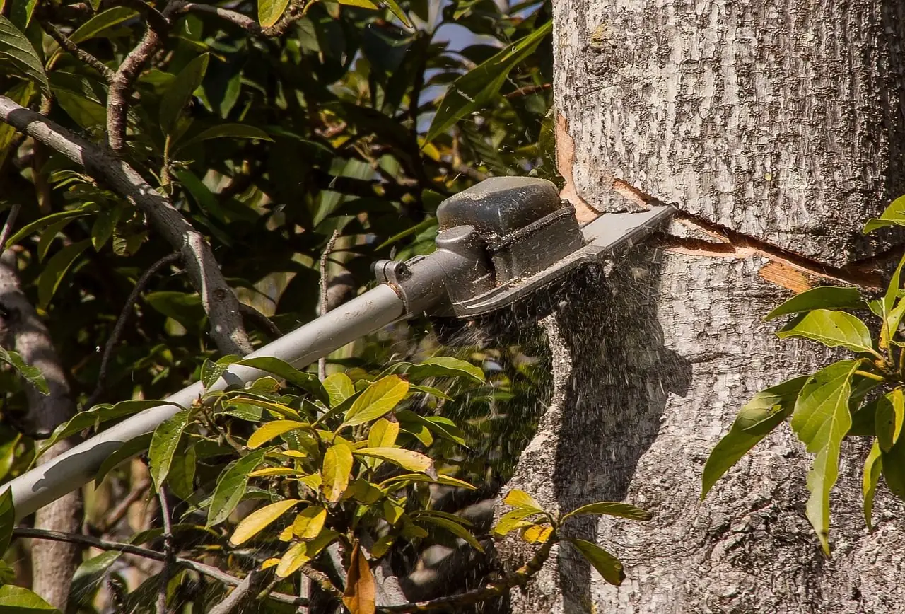 Pole saw cutting through a limb close to the trunk among green leaves